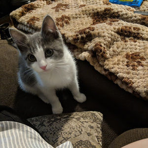 Meet your Posher, Evelyn